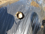 じゃがいもの種いも植え